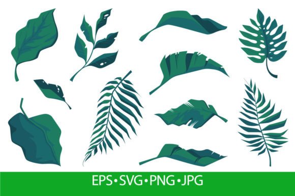 Tropical Leaves. Exotic Botanical Graphics & Illustrations